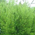 Forestiera neomexicana